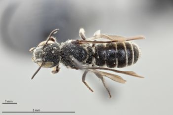Media type: image;   Entomology 793016 Aspect: habitus dorsal view